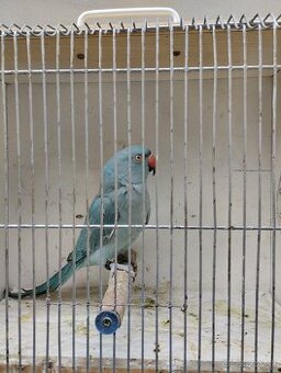 Predám Alexander malý