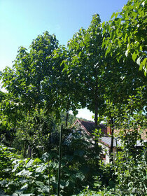 Cisarsky strom Paulownia  a Aloe vera - 1