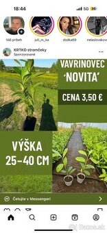Vavrínovec 20-35cm v kochlikoch