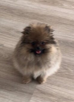 Pomeranian s PP FCI