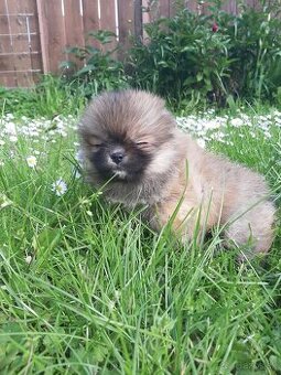 Pomeranian