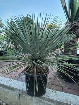 Yucca juka