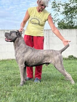 Cane corso s PP