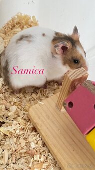 sýrske škrečky zadarmo