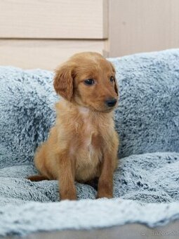 Predám šteniatko Goldendoodle