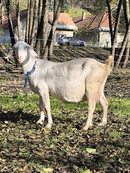 Kamerunska ovečka Anglonubijske kozy