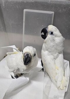 Kakadu biely alba 2.0 - 1