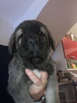 Španělský mastin štěňátka k odběru od 20.1.