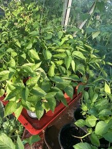 Chilli paprika planty