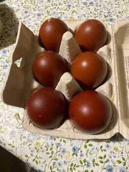Predám nasadove vajcia Marans