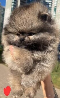 Pomeranian orange