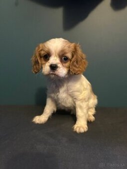 Cavalier
