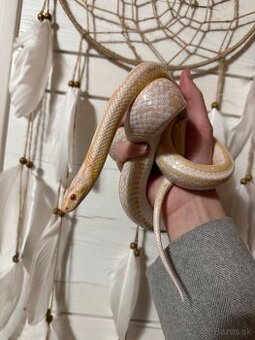 Užovka červená / Pantherophis guttatus