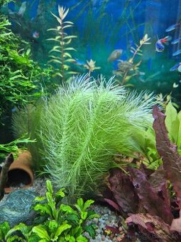Pogostemon stellata