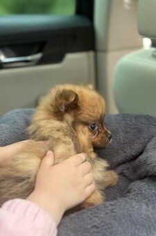 šteniatko Pomeranian