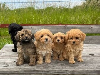 Šteniatka maltipoo k dispozícii