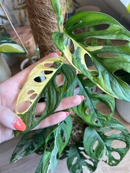 Izbové rastliny monstera - 1