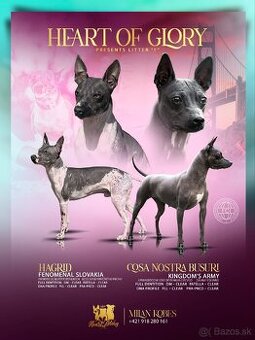 Americký bezsrstý teriér AHT