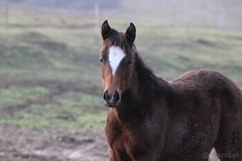 Perspektívna kobyla ST do chovu/športu