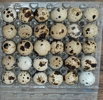 Japonská nosivá prepelica - násadové vajíčka