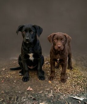 Darujem 2-mesačné šteniatka: Krížence labradora a vlčiaka