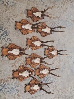 Trofeje srncov na drevených podložkach, parozie, parohy