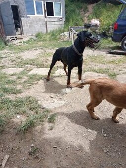 Doberman