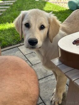 Zlatý Retriever - 5 mesačný