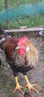 Kohúty Marans čierna medenokrká a iné