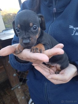 Šteniatka jazvečíka