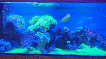 Predám kompletné morské akvárium – rozmer 150 × 57 × 50 cm