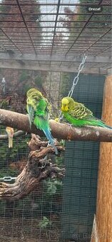 Andulky zelené , čierno krídle , žlté