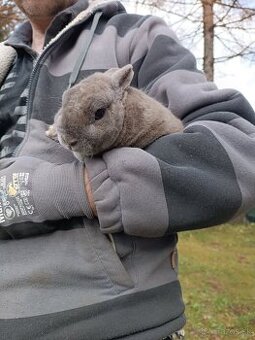 Predám králiky:čistokrvný zemplínsky pastelový rexík+samička