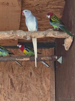 Samica Alexander maly - 1