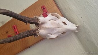 Predám rohy a parožie