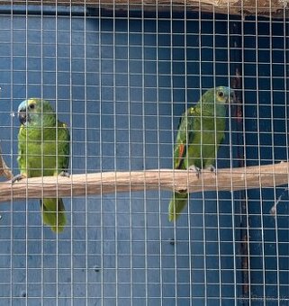 Amazonan modrocely (Amazona aestiva)