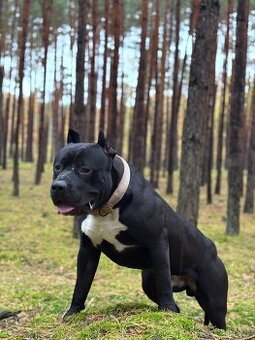 Darujem American Bully
