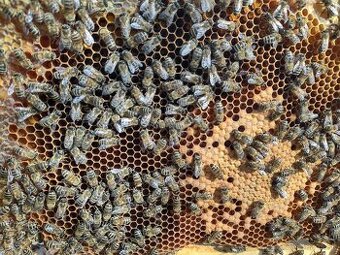 Včelstvá na predaj