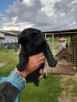🎁 DARUJEME 4 MALÉ ŠTENIATKA – VŠETKO PSÍKOVIA 🐶🐶🐶🐶