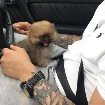 Pomeranian - trpasličí špic