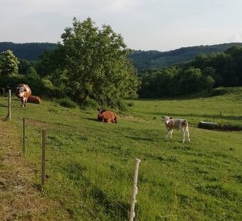 Predám dobytok