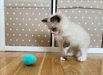 Mačiatko ragdoll