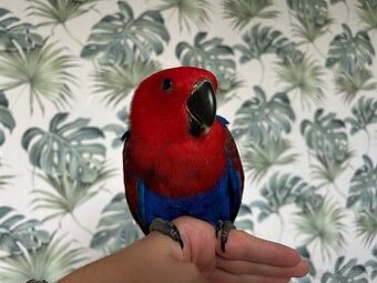 Eclectus