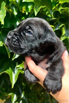 Cane Corso s rodokmeňom FCI - 1