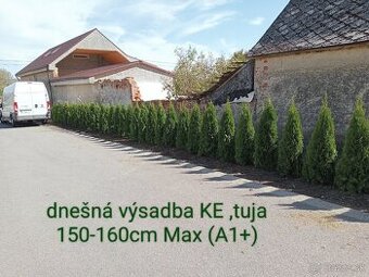 Tuja Smaragd, vavrínovec, červienka gaštan - Košice