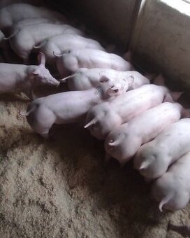 Odstavčata Pietrain