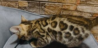 Bengalska mačka s PP