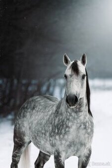 Pripúšťanie  QH žrebcom