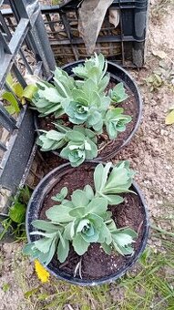 Predám rôzne trvalky