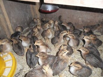 Kuriatka- Vlaška jarabičia